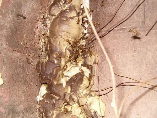 African honeybees entering at old entrance at which homeowner unsuccessfully attempted to seal opening with expanding foam
