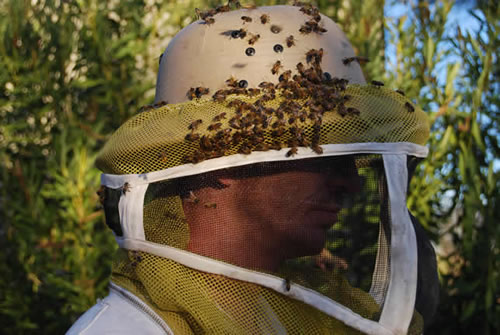 "Killer Bees" on helmet and veil attempting to sting specialist
