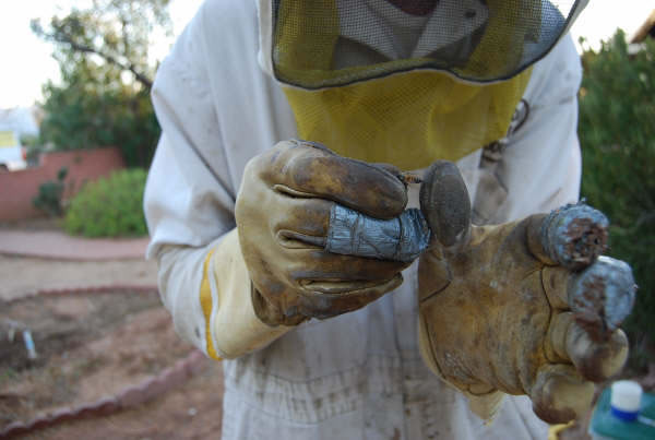 Specialist removing African honeybee after she planted her stinger in his glove attempting to sting him.