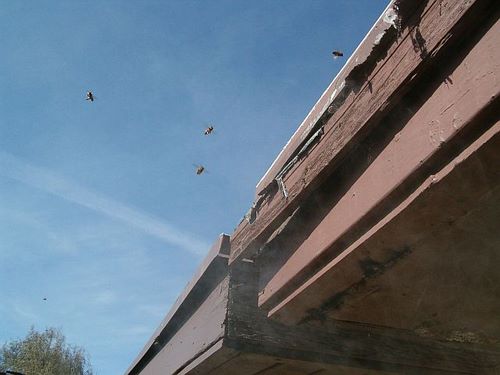 Bees entering boxed-in overhang through damaged fascia board