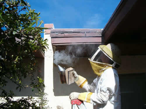 Specialist smoking established colony of African honeybees to calm them before beginning extermination