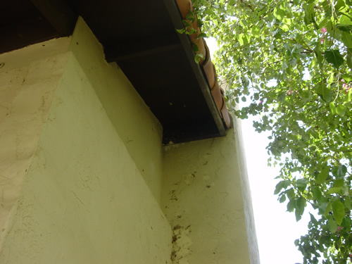 African honeybees entering roof cavity at gap between rafter & stucco