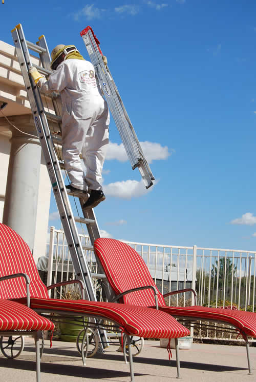 Specialist carrying ladder on back to access high 2nd story colony