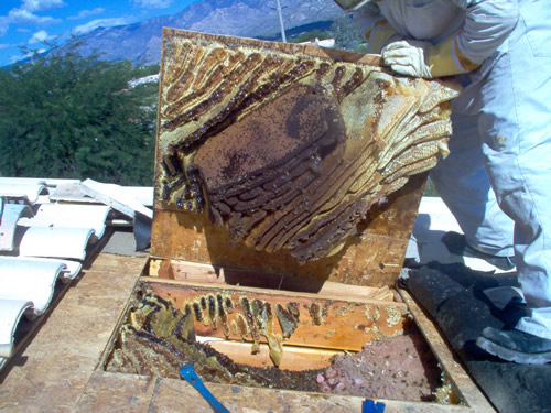 Roof showing roof tiles removed and roof sheeting cut to access honeycomb in roof cavity.