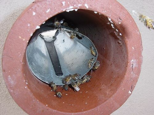 "Killer bees" entering parapet wall at scupper.  Note bits of beeswax at top edge of clay scupper