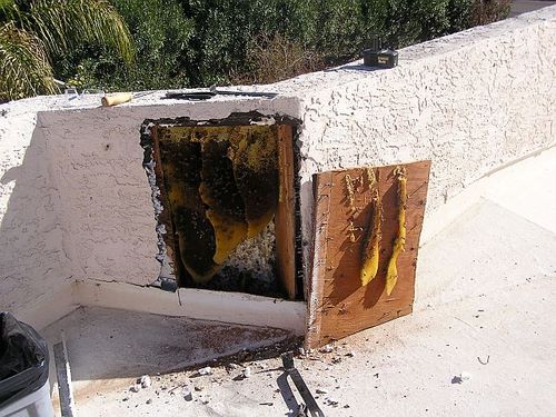 Parapet colony opened to access honeycomb