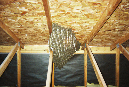 Extremely large colony of African honeybees inside an attic space hanging from under side of roof