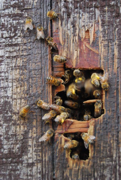 African honeybees entering colony through wood siding