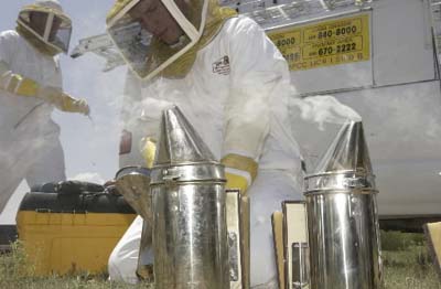 Killer Bee extermination professionals preparing for an Africanized honeybee extermination