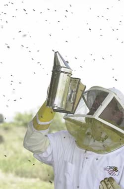 Calming an established African honeybee colony with smoke
