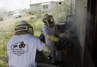 African honeybee extermination professionals calming established colony