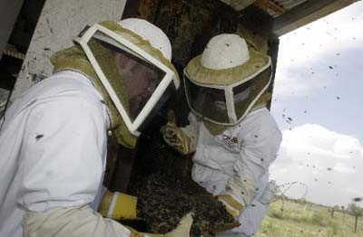Honeycomb removal after extermination of an African honeybee colony