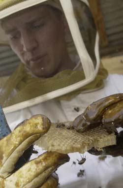 African honeybee honeycomb examined by specialist